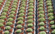 planta-orname-1024x600