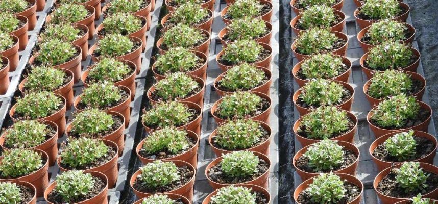 planta-orname-1024x600