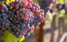 uvas