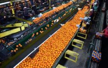 Citricos-Turquia