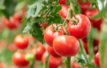 tomates