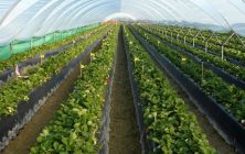 agrocolor_ensayos-2-1170x600-1