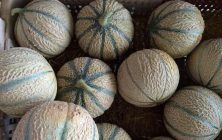 melones-marruecos-rotated-e1712591555359