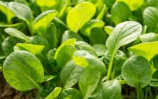 Brotes-Florette