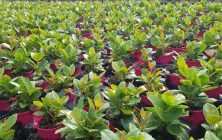Planta-Ornamental (1)