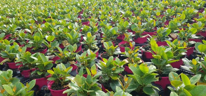 Planta-Ornamental (1)