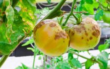 Virus_tomate_Strapi_ea99fa3caa