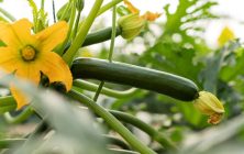 calabacin