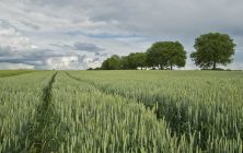 campo-de-trigo