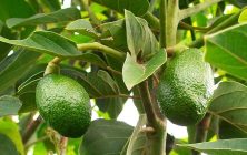 cultivo-ecologico-de-aguacate-2