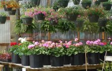 flores-y-plantas-1020x600