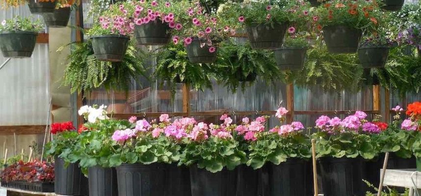 flores-y-plantas-1020x600