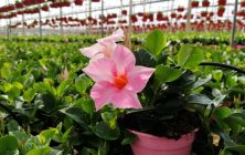 planta-ornamental-y-flor-cortada-ok