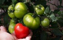 TOMATES