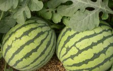 sandia