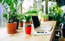 plantas