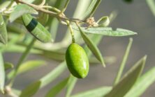 Aceitunas-LasChorreras-FAECA-25