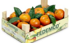 FEDEMCO Caja 05