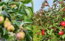 peras-y-manzanas
