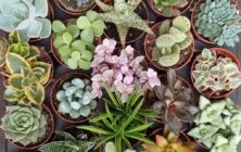 Plantal-Producciones_suculentas-e1725023640146