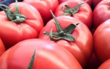 Tomates-2-1024x578-1