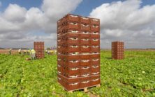 envases-campo