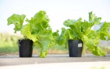 lechuga-irta-2