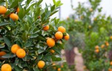 naranjas-de-andalucia-1020x600