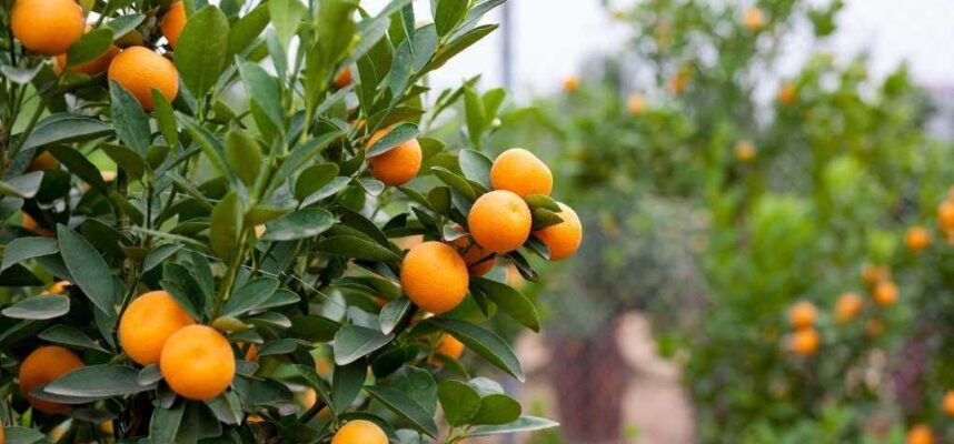 naranjas-de-andalucia-1020x600