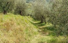 olivos-
