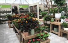 plantas
