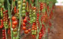 tomates-marruecos