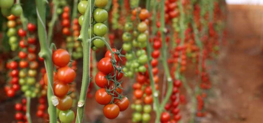 tomates-marruecos