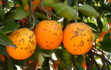 Mancha-Negra cítricos