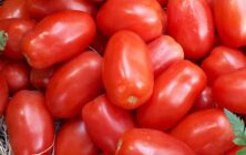 Tomates_pera