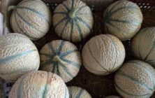 melones-marruecos-rotated-e1712591555359