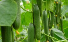 20241125_pepino