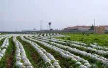 Cultivo