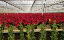Flor de Pascua_Semilleros Laimund