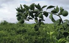 naranjas-ok