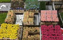 Flor y planta ornamental
