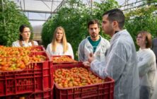 investigación desecho tomate