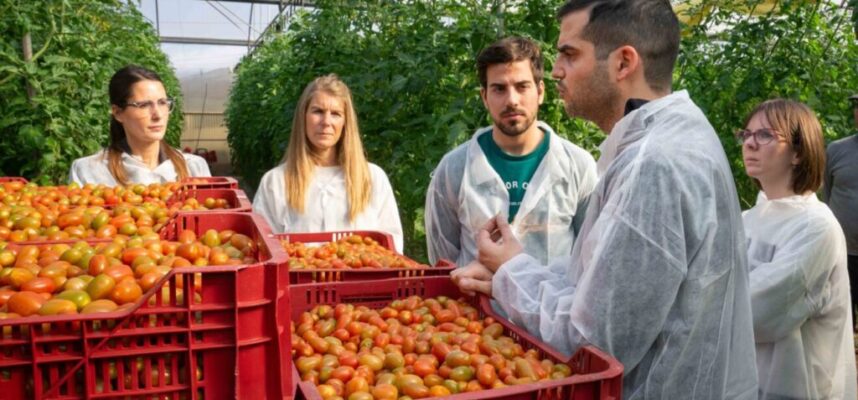 investigación desecho tomate