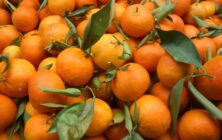 mandarinas