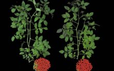 tomate1-2048x1449-1