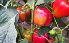 Pimiento-Thrips