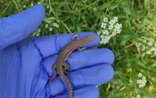 control-biologico-reptiles-2