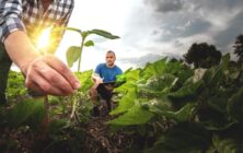 vision-agricultura