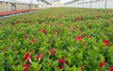 Dipladenia_Laimund