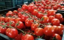 Tomates (2)